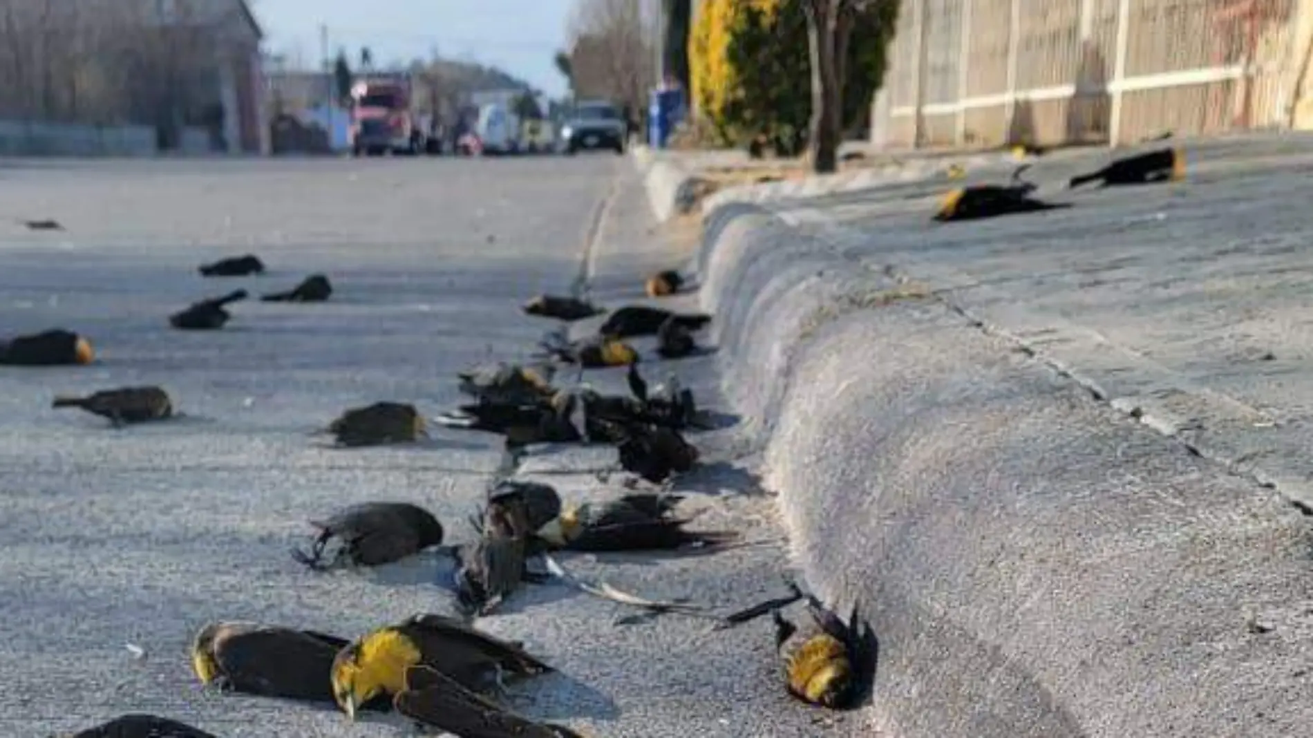 Aves muertas